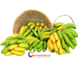 Thủ tục xuất khẩu chuối tươi