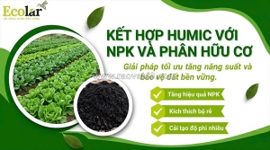 Bí quyết kết hợp phân bón hữu cơ, npk và humic tối ưu