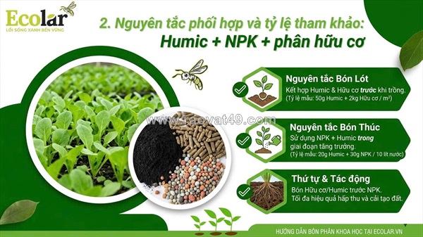 Bí quyết kết hợp phân bón hữu cơ, npk và humic tối ưu