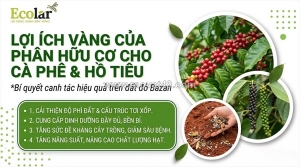 Bí quyết phục hồi đất bazan và nâng tầm năng suất bằng phân bón hữu cơ cho cây cà phê và hồ tiêu