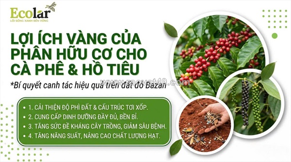Bí quyết phục hồi đất bazan và nâng tầm năng suất bằng phân bón hữu cơ cho cây cà phê và hồ tiêu