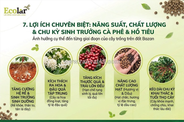 Bí quyết phục hồi đất bazan và nâng tầm năng suất bằng phân bón hữu cơ cho cây cà phê và hồ tiêu