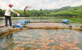 Cá chết hàng loạt – nguyên nhân có thể đến từ chính ao bạn!
