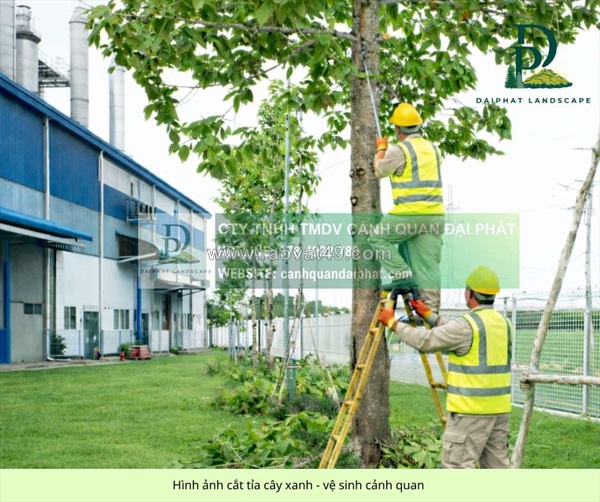 Cắt tỉa cành nhánh cưa hạ, đốn hạ cây xanh mùa mưa long thành đồng nai