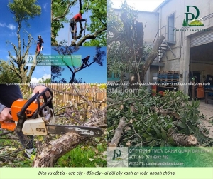 Cưa cây cắt cỏ giá rẻ kcn bình dương – làm nhanh, sạch ngay sau 1 lần