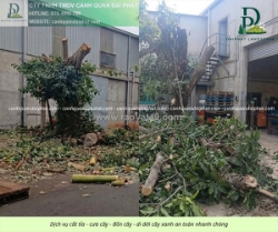 Cưa cây đồng nai