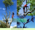 Cưa hạ – cắt tỉa cây xanh kcn long khánh, đồng nai