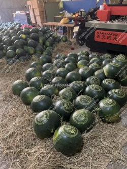 Địa chỉ khắc dưa hấu đẹp tphcm – khắc trái cây laser hcm giá tốt