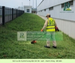 Dịch vụ cắt cỏ – cưa cây kcn nhơn trạch, đồng nai
