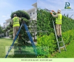 Dịch vụ cắt cỏ – cưa cây tại kcn long thành, đồng nai