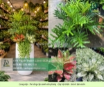 Dịch vụ chăm sóc cây xanh nội thất công ty biên hòa – đồng nai chuyên nghiệp