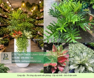 Dịch vụ chăm sóc cây xanh nội thất công ty biên hòa – đồng nai chuyên nghiệp