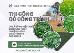 Dịch vụ trồng cỏ lá gừng – cỏ nhung nhật tại biên hòa, đồng nai