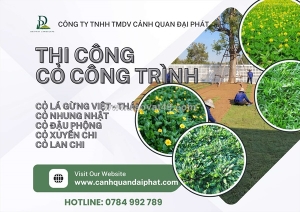 Dịch vụ trồng cỏ lá gừng – cỏ nhung nhật tại biên hòa, đồng nai