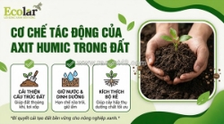 Giải mã bí mật dưới lòng đất: axit humic đã thay đổi cục diện nông nghiệp như thế nào?
