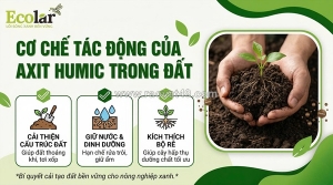 Giải mã bí mật dưới lòng đất: axit humic đã thay đổi cục diện nông nghiệp như thế nào?
