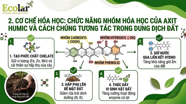 Giải mã bí mật dưới lòng đất: axit humic đã thay đổi cục diện nông nghiệp như thế nào?