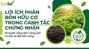 Hành trình vươn tới nông nghiệp sạch: phân bón hữu cơ và chìa khóa giải mã các tiêu chuẩn chứng nhận