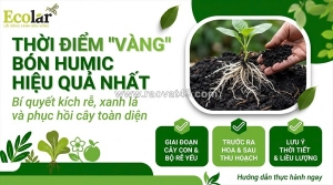 Hướng dẫn chi tiết thời điểm sử dụng phân bón hữu cơ humic để cây trồng bứt phá mạnh mẽ