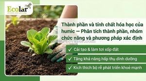 Khám phá nền tảng hóa học của humic trong phân bón hữu cơ dành cho người mới bắt đầu