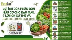 Lợi ích của phân bón hữu cơ cho rau màu: 7 giá trị thực tế và cách đo lường hiệu quả ngay tại vườn