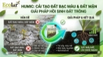 Phân bón hữu cơ chứa humic: chìa khóa phục hồi sinh khí cho đất bạc màu và đất mặn