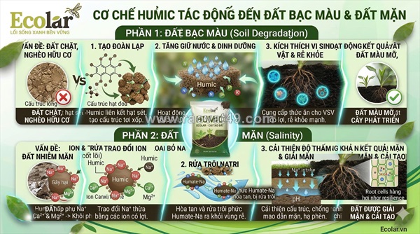 Phân bón hữu cơ chứa humic: chìa khóa phục hồi sinh khí cho đất bạc màu và đất mặn