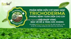 Phân bón hữu cơ chứa nấm đối kháng trichoderma: cơ chế phòng bệnh nấm đất và cách dùng chi tiết