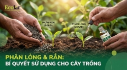Phân bón hữu cơ sinh học dạng lỏng và dạng rắn: cẩm nang toàn tập cho người mới bắt đầu