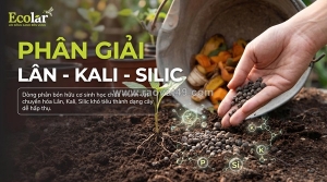 Sức mạnh tiềm ẩn của phân bón hữu cơ sinh học phân giải lân, kali và silic