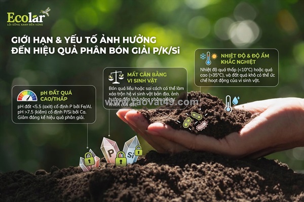 Sức mạnh tiềm ẩn của phân bón hữu cơ sinh học phân giải lân, kali và silic