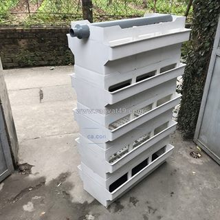 Tại sao cá của bạn chết dần mà không rõ lý do?
