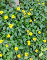 Thi công cỏ xuyến chi – cỏ đậu phộng công trình đồng nai