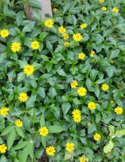 Thi công cỏ xuyến chi – cỏ đậu phộng công trình đồng nai