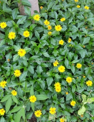 Thi công cỏ xuyến chi – cỏ đậu phộng công trình đồng nai