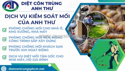 Vai trò của công ty diệt mối tphcm trong bảo vệ công trình