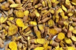 Chuyên cung cấp phân phối nguyên liệu, cao dược liệu cao diệp hạ châu , cao xuyên tâm liên, cao mộc hoa trắng, cao atiso , cao cà gai leo, cao nha đam , chiết xuất cây hoằng đằng