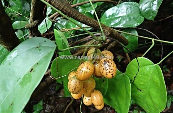 ~/Img/2026/5/chuyen-cung-cap-phan-phoi-nguyen-lieu-cao-duoc-lieu-cao-diep-ha-chau-cao-xuyen-tam-lien-cao-moc-hoa-trang-cao-atiso-cao-ca-gai-leo-cao-nha-dam-chiet-xuat-cay-hoang-dang-02.jpg