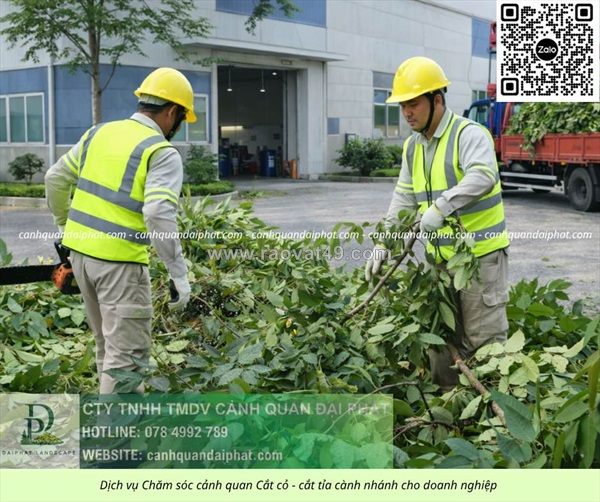Dịch vụ cưa cây – cắt cỏ kcn tam phước đồng nai