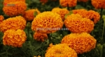 Nextrac™ marigold h lc – chiết xuất vạn thọ hỗ trợ làm dịu & bảo vệ da