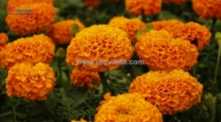 Nextrac™ marigold h lc – chiết xuất vạn thọ hỗ trợ làm dịu & bảo vệ da