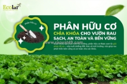 Phân bón hữu cơ cho rau sạch – giải pháp trồng rau đơn giản và bền vững tại nhà