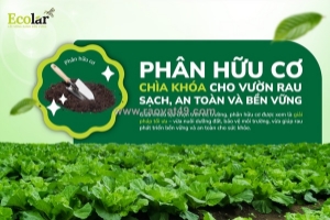 Phân bón hữu cơ cho rau sạch – giải pháp trồng rau đơn giản và bền vững tại nhà