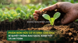 Phân bón hữu cơ vi sinh cho rau: bí quyết chọn đúng, dùng chuẩn để rau xanh tốt bền vững
