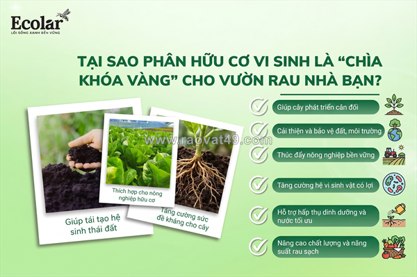 Phân bón hữu cơ vi sinh cho rau: bí quyết chọn đúng, dùng chuẩn để rau xanh tốt bền vững