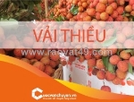 Thủ tục xuất khẩu vải thiều