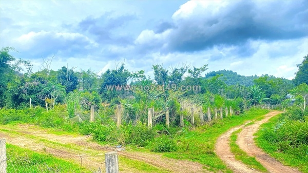 ~/Img/2026/6/11-ha-dat-hem-ben-song-pre-phu-hoi-cu-duc-trong-lam-dong-02.jpg