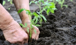 7 lợi ích của phân hữu cơ sinh học giúp cải tạo đất và tăng năng suất cây trồng