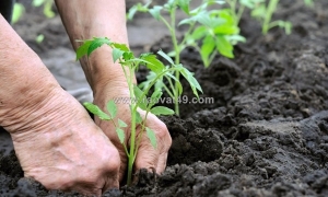 7 lợi ích của phân hữu cơ sinh học giúp cải tạo đất và tăng năng suất cây trồng