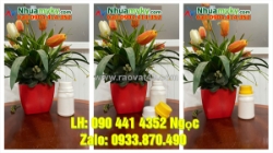 Bán hủ nhựa 500g đựng bột, hủ nhựa 250gr đựng bột giặt